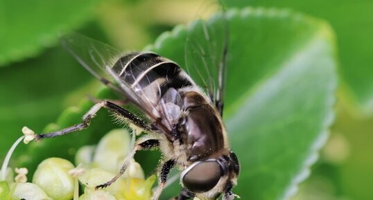 Eristalis dimidiata