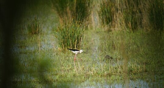 Echasse blanche