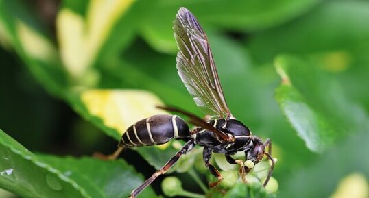 Guêpe à papier (Polistes fuscatus)