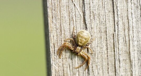 Xysticus cristatus ?