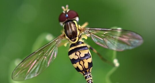 Syrphe géminé (Toxomerus geminatus)