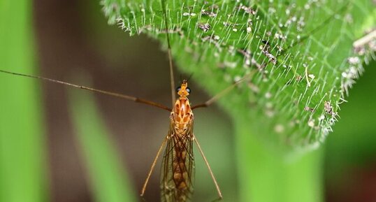Nephrotoma ferruginea