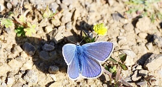 Azuré de la Bugrane