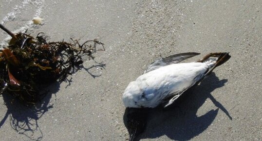 Guillemot de Troïl
