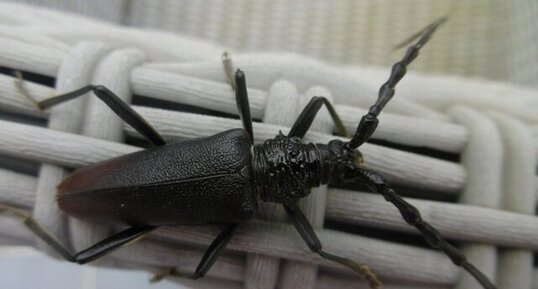 Longicorne