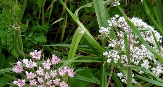 Carotte à gomme (daucus carota)