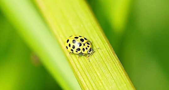 Coccinelle à 22 points