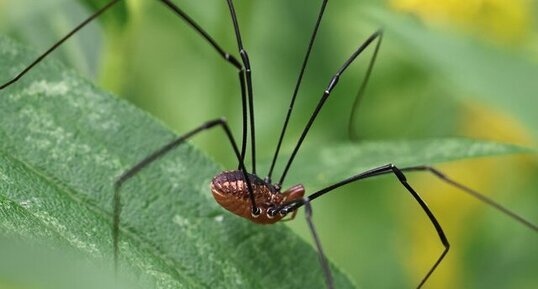 Opilion à bandes (Leiobunum vittatum)