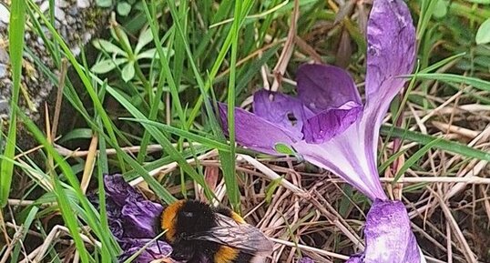 Bourdon sur des crocus