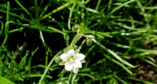 Spergua=laire des champs (spergula avensis)