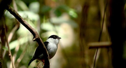 Manakin casse-noisette