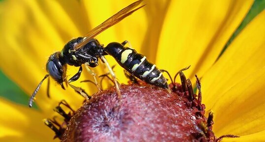 Guêpe solitaire (Philanthus bilunatus)