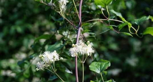Clématite fausse-vigne