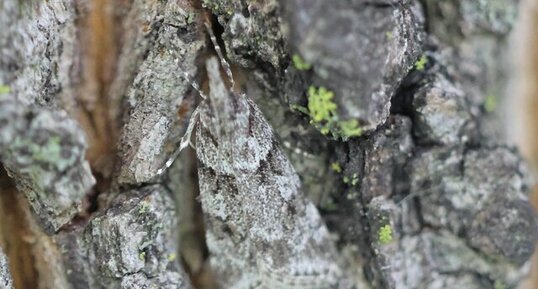 Scoparia basalis en mode camouflage