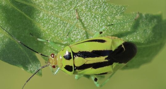 Punaise à quatre raies (Poecilocapsus lineatus)