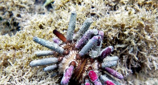 Eucidaris tribuloides