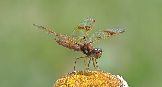 Périthème délicate (Perithemis tenera) femelle