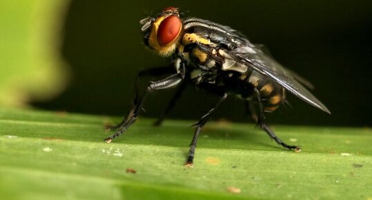 Mouche Sarcophagidae