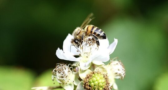 Abeille domestique