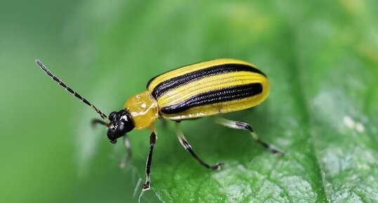 Chrysomèle rayée du concombre (Acalymma vittatum)