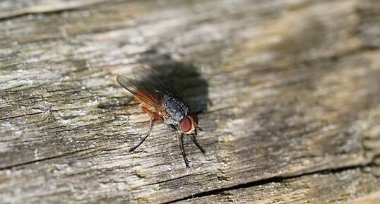 Diptère mystère