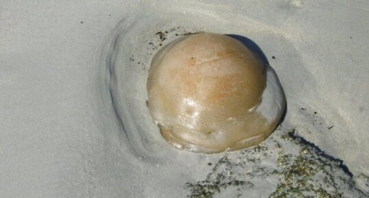 Poumon de la mer (Rhizostome)