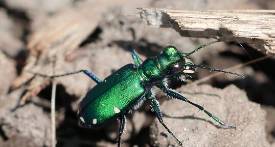 Cicindèle à six points (Cicindela sexguttata)