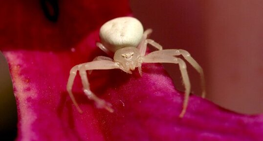 Araignée blanche