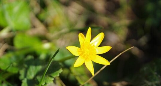 Ficaire fausse-renoncule