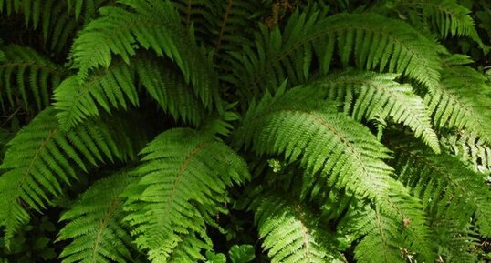 Polistic à frondes soyeuses (polystichum setiferum)
