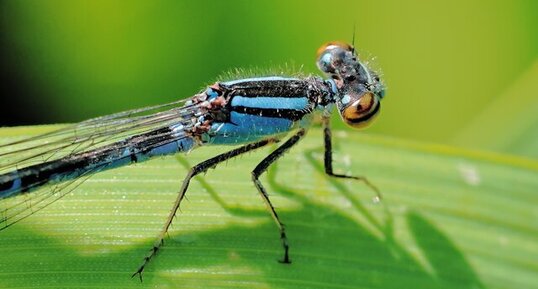 Genus Enallagma mâle