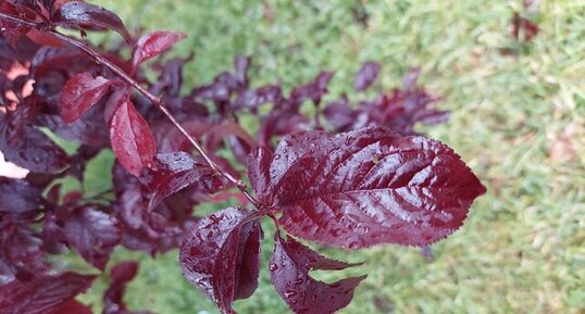 Prunier Cerise