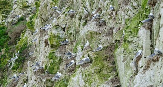 Colonie de Goélands