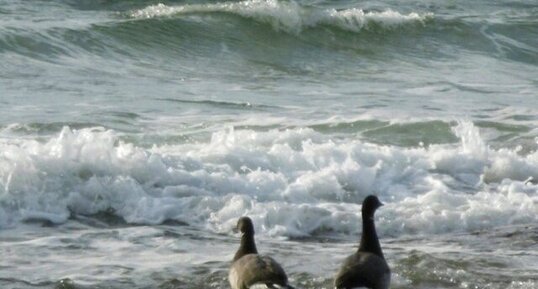 Oies bernaches cravant