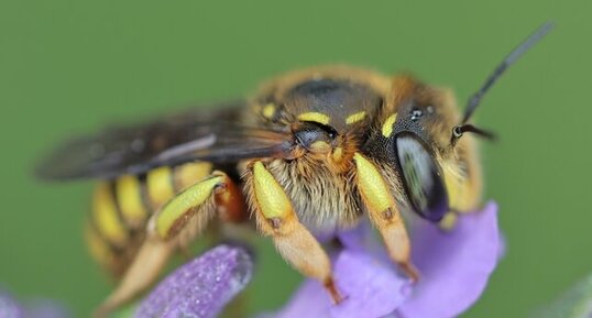 Abeille cotonière (Anthidium manicatum) femelle
