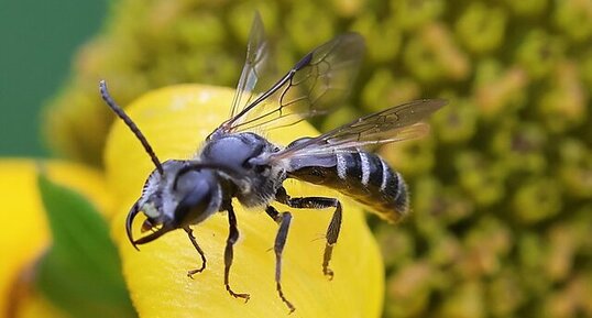 Halicte coriace (Lasioglossum coriaceum)