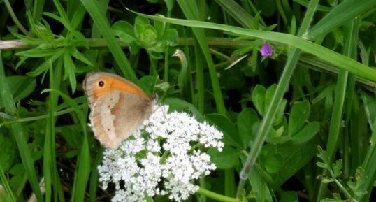Myrtil (maniola jurtina)
