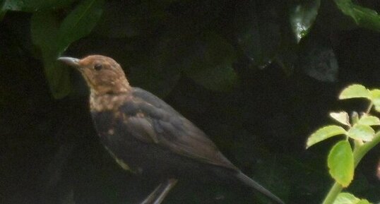 Jeune merle noir