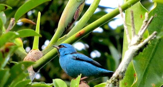 Dacnis bleu