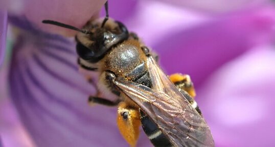 Andrena wilkella