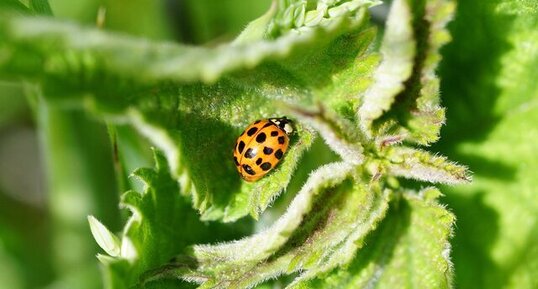 Coccinelle asiatique