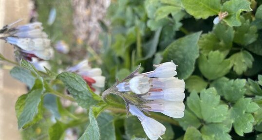 Quelle est cette fleur ?