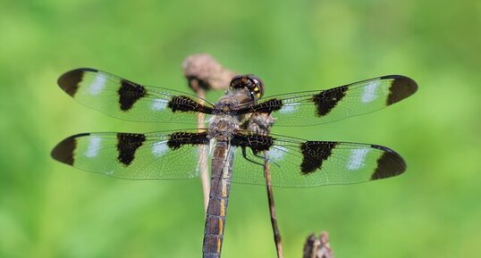 Libellule gracieuse (Libellula pulchella) mâle