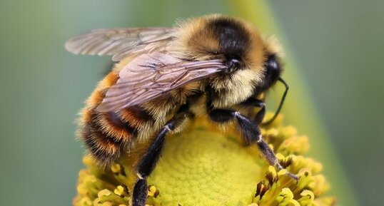 Bourdon à ceinture rousse (Bombus rufocinctus)