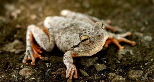 Rainette Boana crepitans