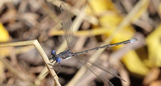 Leste tardif (Lestes congener)