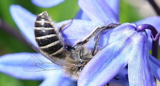 Collète commun de l'Est (Colletes inaequalis)