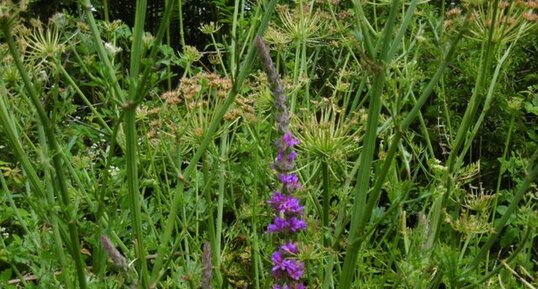 Salicaire (lythrum salicaria)