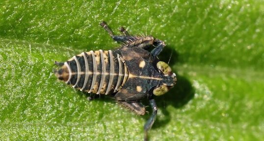 Jikradia olitoria nymphe