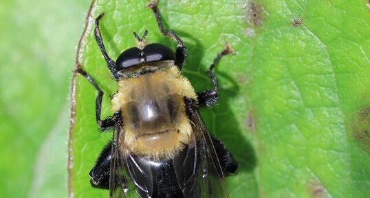 Syrphe bourdon (Mallota bautias)